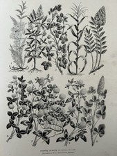 Antique botanical print for sale  TORRINGTON
