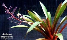 Set bromelie aechmea usato  Spedire a Italy