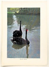Black swan 1916 for sale  NORWICH