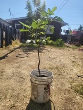 Belona fig tree for sale  Selma