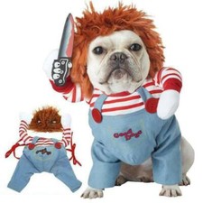 Pet chucky dogs for sale  DUNSTABLE