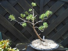 Bonsai variagated thuja for sale  CANNOCK