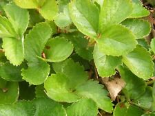 Strawberry plants makes for sale  Evarts