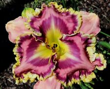 Venetian ruffles daylilies for sale  Portland