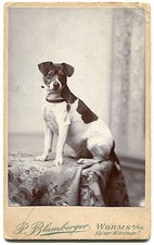 jack terrier russell for sale  USA