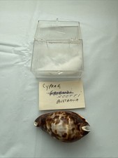 seashell collection for sale  Dawsonville
