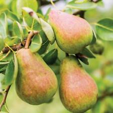 Pear fruit hardy for sale  IPSWICH