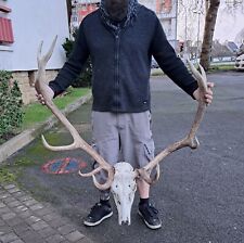 Grand crâne cerf d'occasion  Lorient