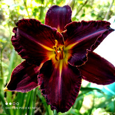 Taglilie hemerocallis fast gebraucht kaufen  Beratzhausen
