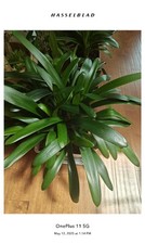 Young crossed clivia for sale  Novi