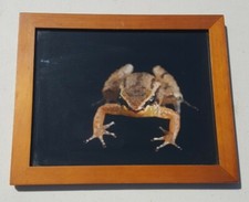 Brown frog framed for sale  Casa Grande