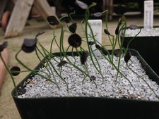 Rare albuca spiralis d'occasion  Cagnes-sur-Mer