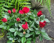 Rosa red dolc for sale  HORSHAM