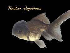 One black oranda for sale  Discovery Bay