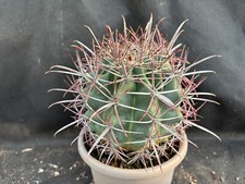 Ferocactus cylindraceus hertic usato  Massafra