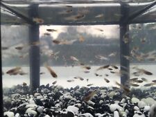 Guppy fry approx for sale  LLANRWST