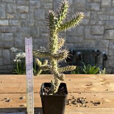 Cylindropuntia imbricata aka usato  Civitella in Val di Chiana