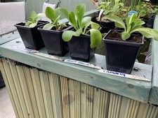 primula for sale primula for sale HORNCASTLE