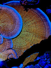 Beach bum montipora. for sale  BIRMINGHAM
