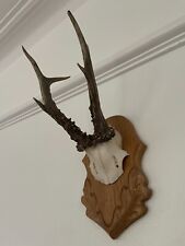 Fine antlers roe for sale  SOUTHEND-ON-SEA