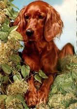 Irish setter setter d'occasion  Expédié en Belgium