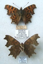 Comma album symonds for sale  UK