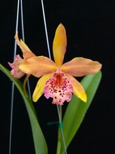 Rhy. copper queen for sale  Gaylord