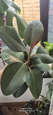 Rubber plant for sale  WESTON-SUPER-MARE