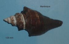 Morio pugilina martinique d'occasion  Sanary-sur-Mer