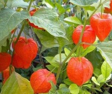 Graines physalis franchetii d'occasion  Sabres
