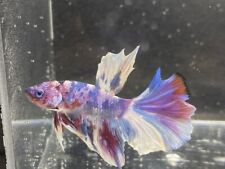 Gorgeous purple candy for sale  PETERBOROUGH