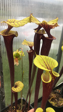 Sarracenia seedling bundle for sale  Seattle
