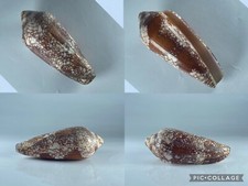 Conus magnificus nha usato  Nola
