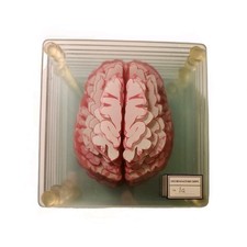 Medical anatomic human for sale  Hampton