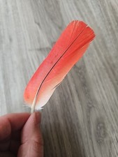 Rote vogelfeder papageienfeder gebraucht kaufen  Haarbach
