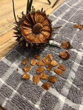 Seeds wollemi nobilis for sale  STOCKTON-ON-TEES