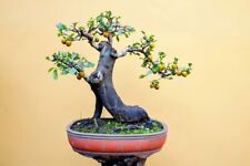 Persimmon bonsai tree for sale  Russell