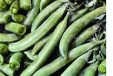 Pea mini plug for sale  SWANLEY