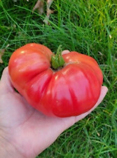 Giant tomato great for sale  Saint Cloud