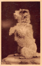 Postcard wire fox for sale  PETERBOROUGH