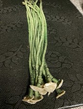Disasterpieces dreadlocks core for sale  Florence