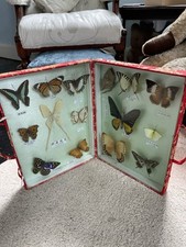 Beautiful butterfly display for sale  NEWTON ABBOT