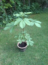 Old horse chestnut for sale  SHIPLEY