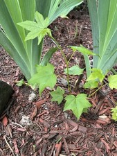Sweet gum seedlings for sale  Beaver