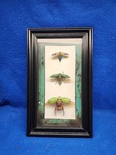 3 x Jewel Beetle Collection Buprestidae Deep Box Frame Vitrine Inseto Inseto comprar usado  Enviando para Brazil