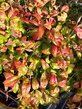 Evergreen nandina domestica for sale  WEST MALLING