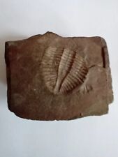 British fossil wales for sale  STREET