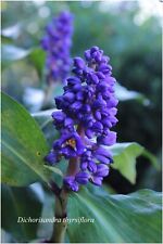 Dichorisandra thyrsiflora ging d'occasion  Arzacq-Arraziguet