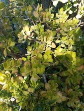 Live succulant. jade for sale  Van Nuys