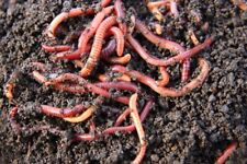 100g tiger worms for sale  LONDON